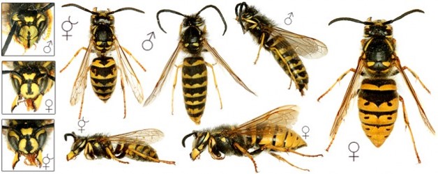 nuisible-desinsectisation-guepes-captain-nuisible-1 nuisible-desinsectisation-guepes-captain-nuisible-1