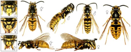 nuisible-desinsectisation-guepes-captain-nuisible-3 nuisible-desinsectisation-guepes-captain-nuisible-3